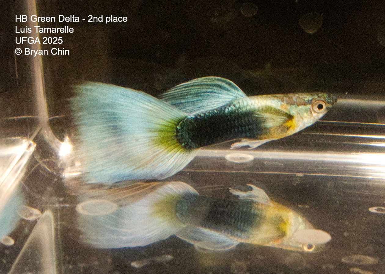 Guppy HB Green